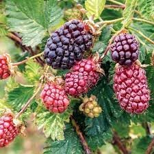 Dewberry Rubus species seeds for berry garden